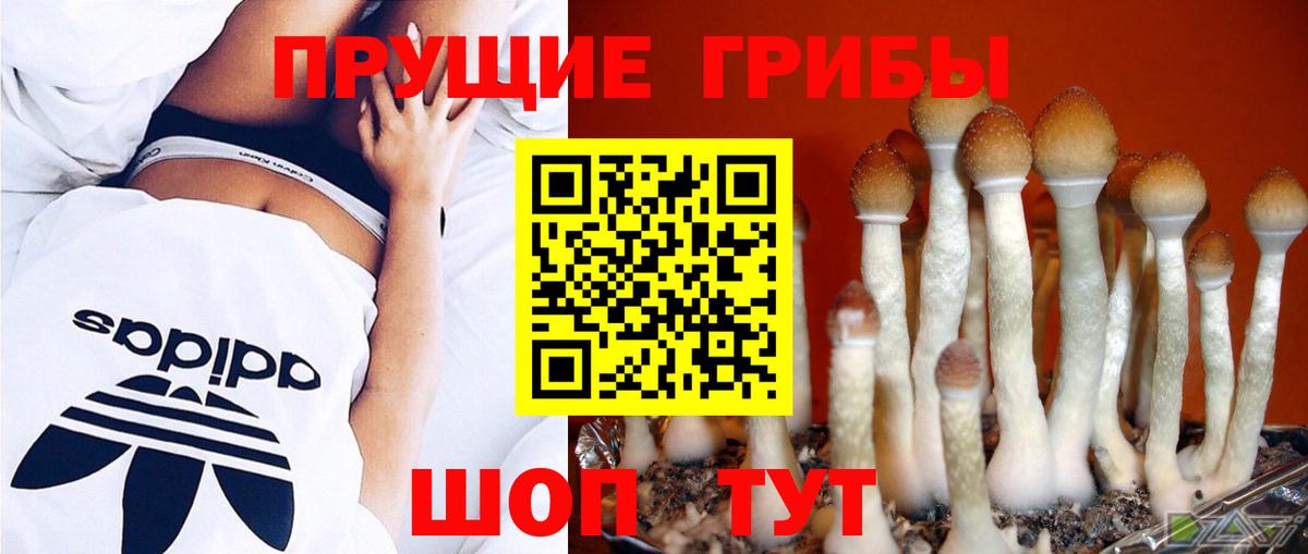 Саянск  Псилоцибиновые грибы прущие грибы  Вход с VPN 